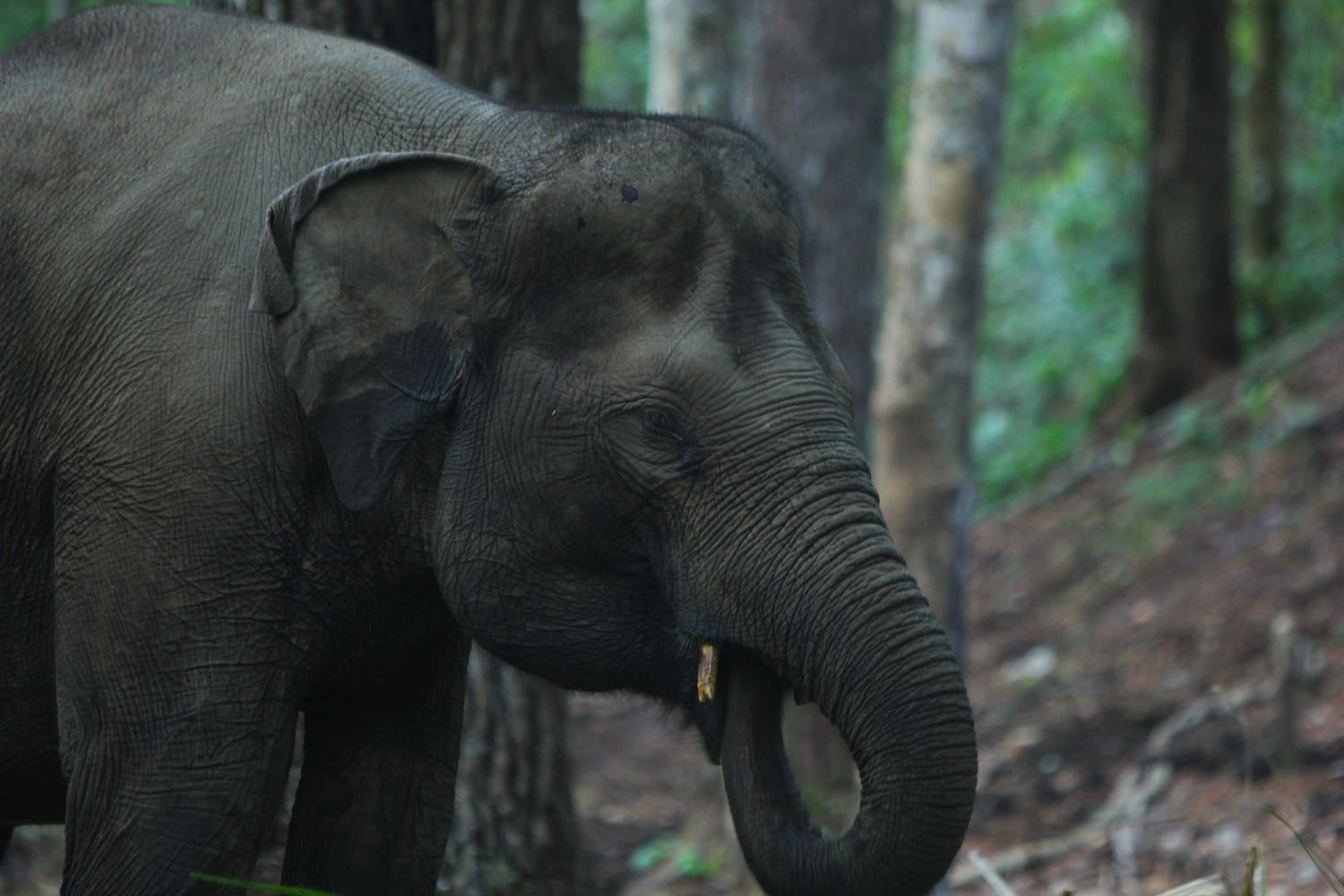 Gajah Sumatera