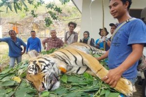 Harimau Citra Kartini