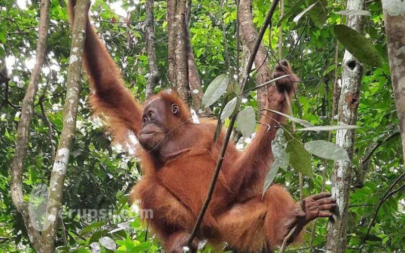 Orang utan Sumatera