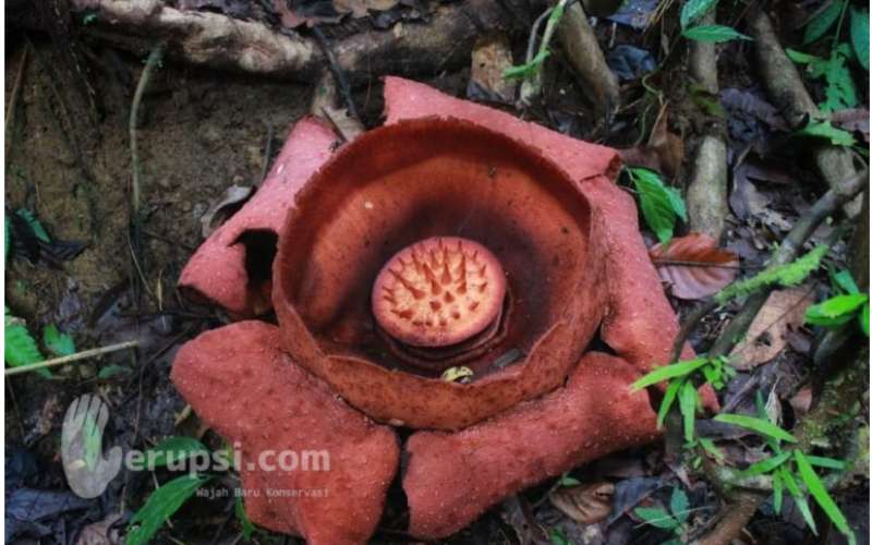 Rafflesia arnoldii