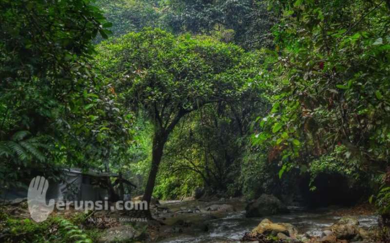 Taman Nasional Gunung Leuser 