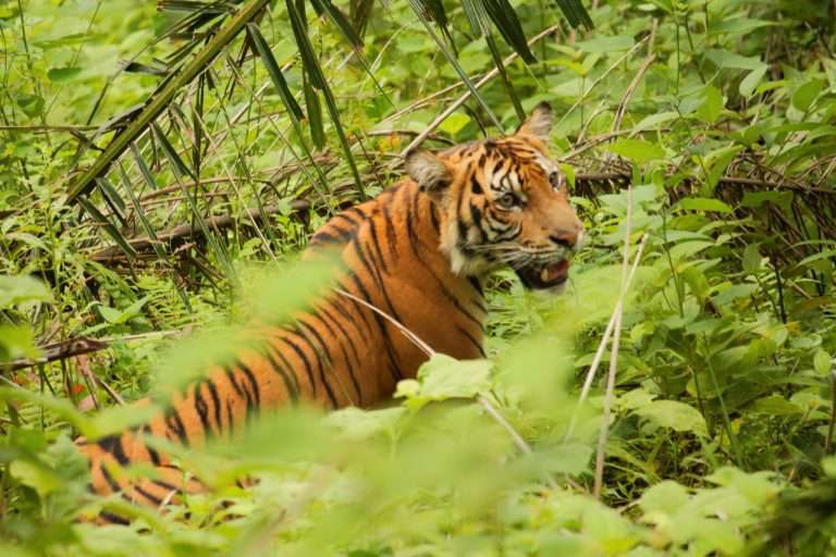 Harimau Sumatera