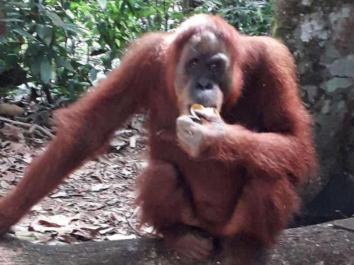 Orangutan Minah