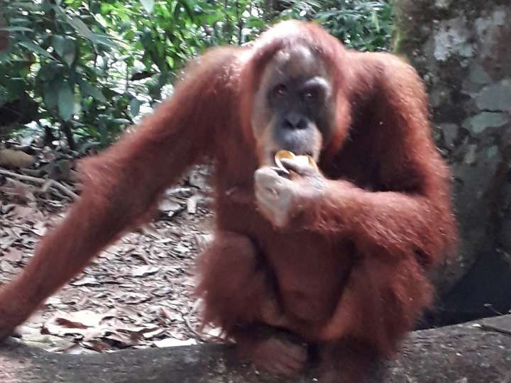 Orang utan