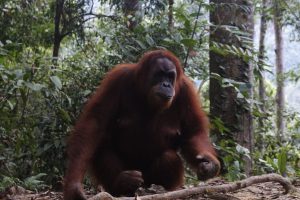 Orang utan Bukit Lawang