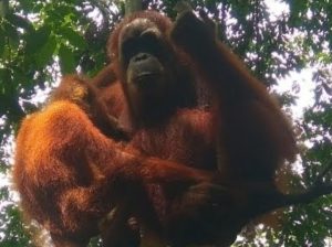 Orang utan Bukit Lawang