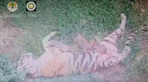 Harimau Gadis melahirkan
