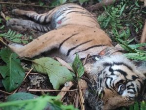 Harimau Citra Kartini tewas