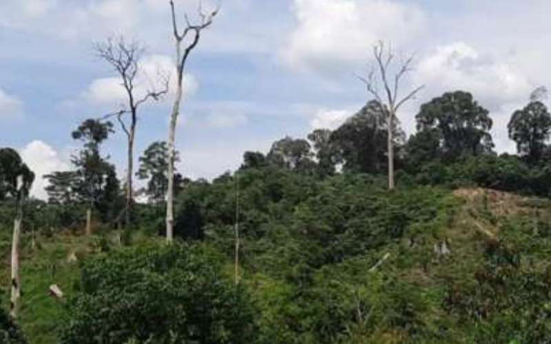 Taman Nasional Gunung Leuser