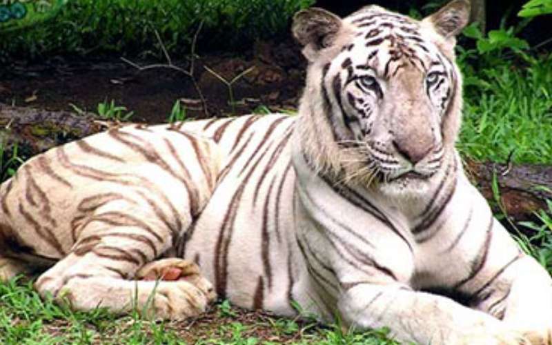 Harimau loreng putih