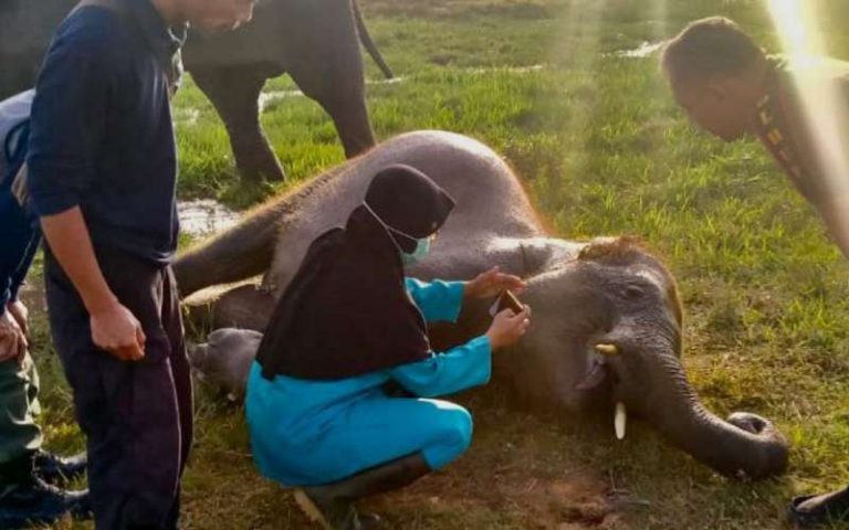 Gajah Taufan