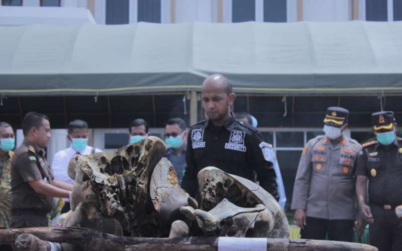 Kerangka gajah Sumatera