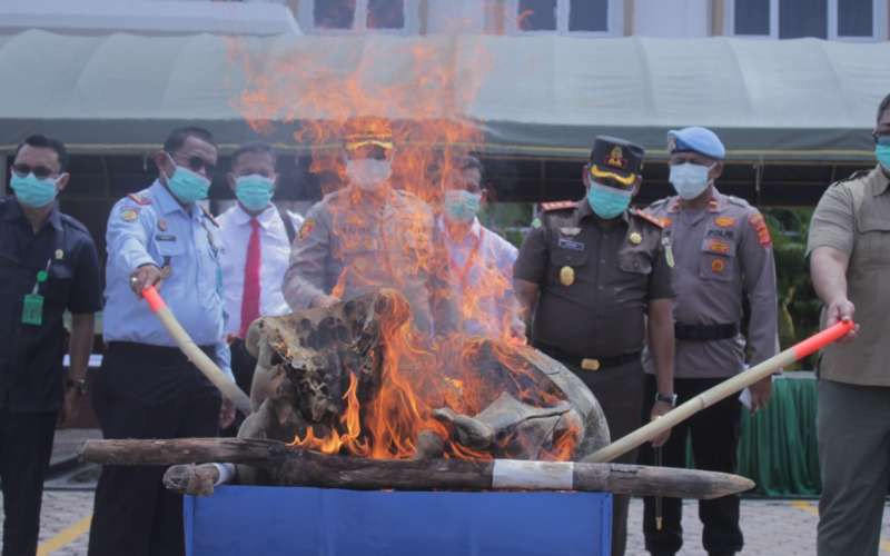 Gajah Sumatera