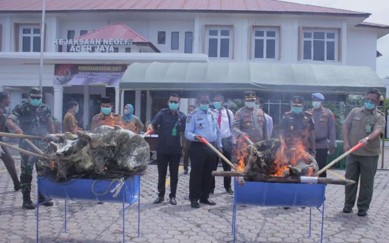 Gajah Sumatera 