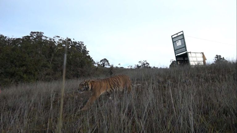 harimau Sumatra