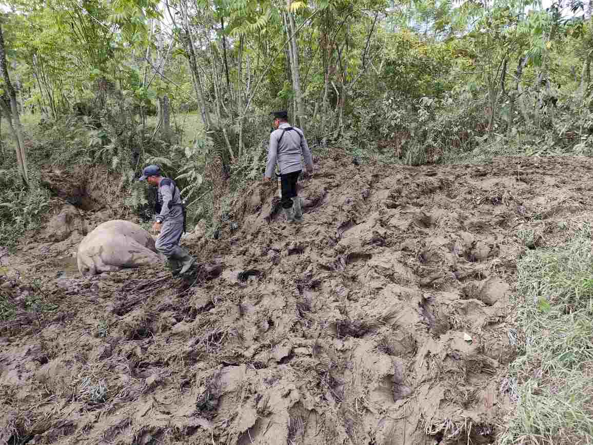 Gajah mati