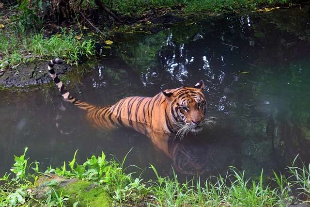 harimau