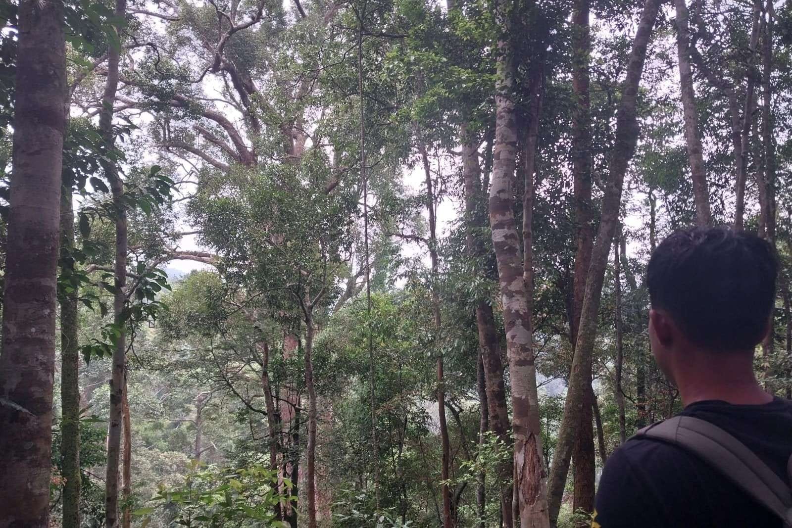 Bukit Lawang