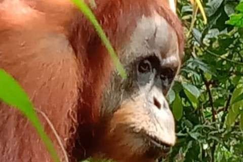 orang utan Minah