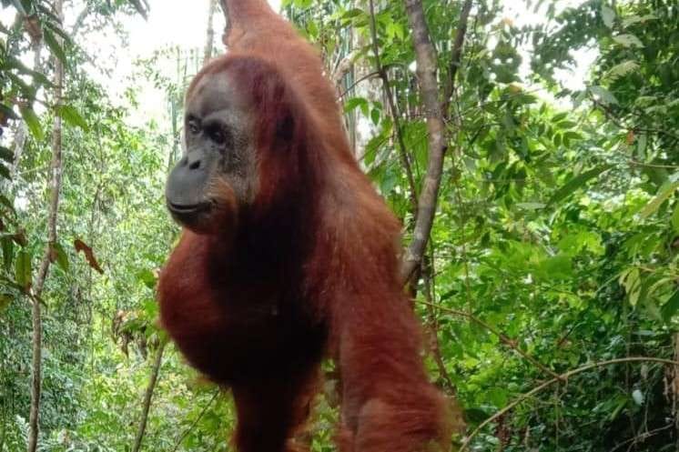 orang utan Minah