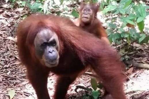 orang utan Minah dan bayinya