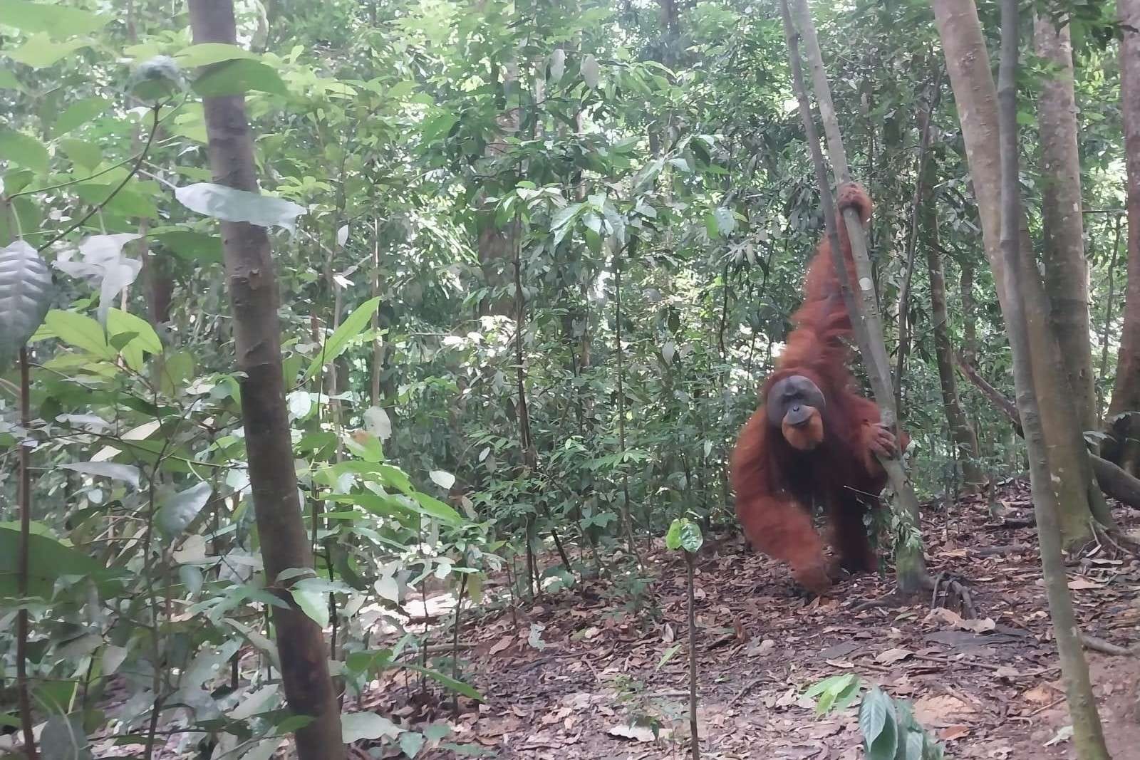 orang utan penghuni Bukit Lawang