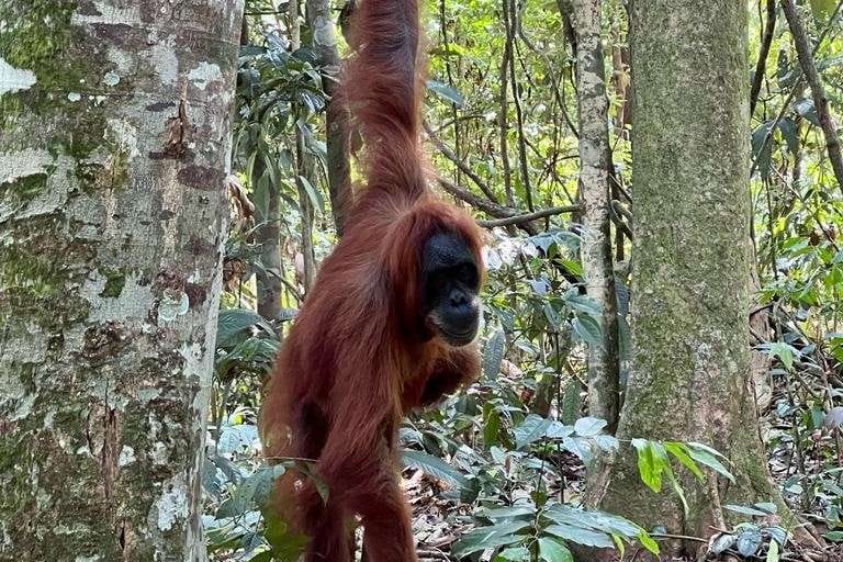 orang utan Sumatra