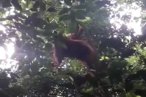 cuplikan video orang utan Minah